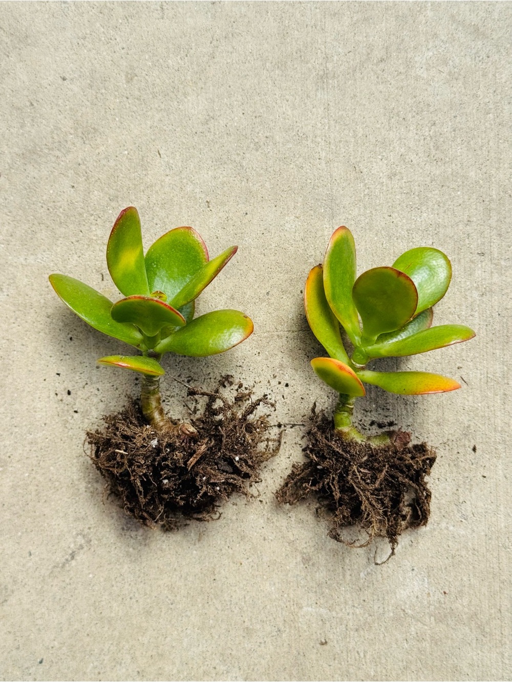 2-Hummel’s Sunset Golden Jade Succulent – Newly Rooted 2” Pot